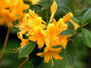 Ja l�hes keltaista