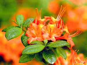 Lis��, keltaoranssia