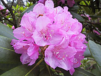 Perinteisen tyylin rodo eli rhodo